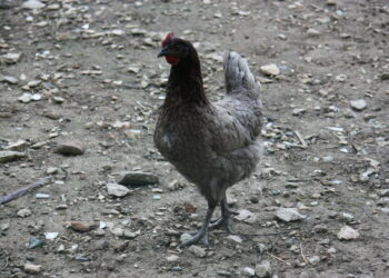 Quelles sont les poules les plus gentilles ?