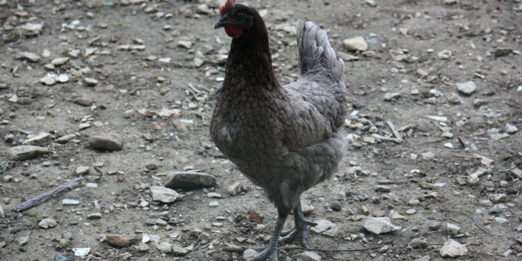 Quelles sont les poules les plus gentilles ?