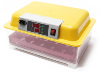 Quelles sont les poules qui couvent le mieux ?