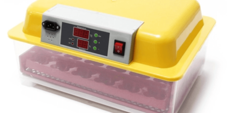 Quelles sont les poules qui couvent le mieux ?