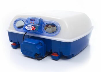 Quelles sont les poules qui couvent le plus ?