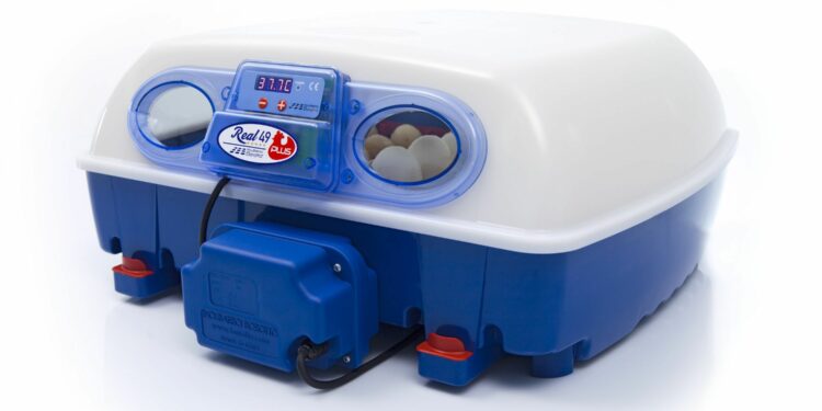 Quelles sont les poules qui couvent le plus ?