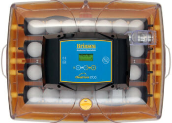 Quelles sont les poules qui couvent le plus ?