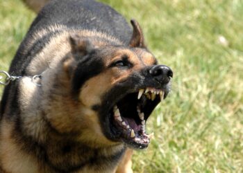 Quelles sont les races de chiens qui aboient le plus ?