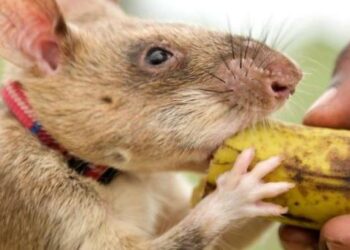 Quelles sont les rongeurs ?