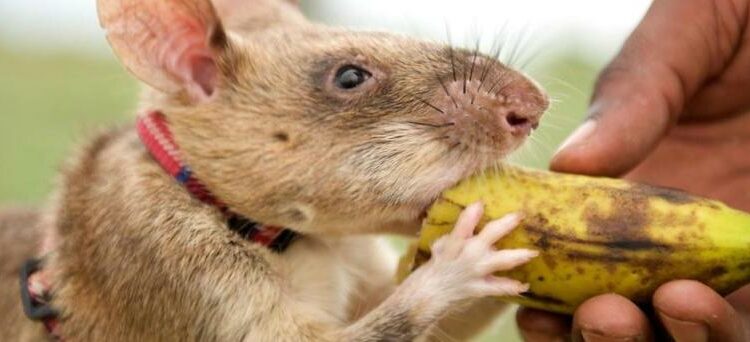 Quelles sont les rongeurs ?