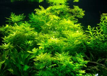 Quelles sont les trois couleurs des Micro-algues ?