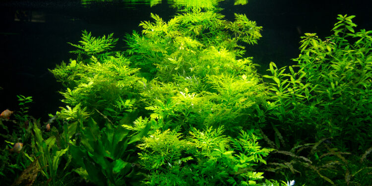 Quelles sont les trois couleurs des Micro-algues ?