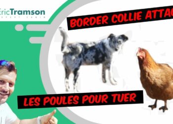 Quels animaux peuvent vivre avec des poules ?