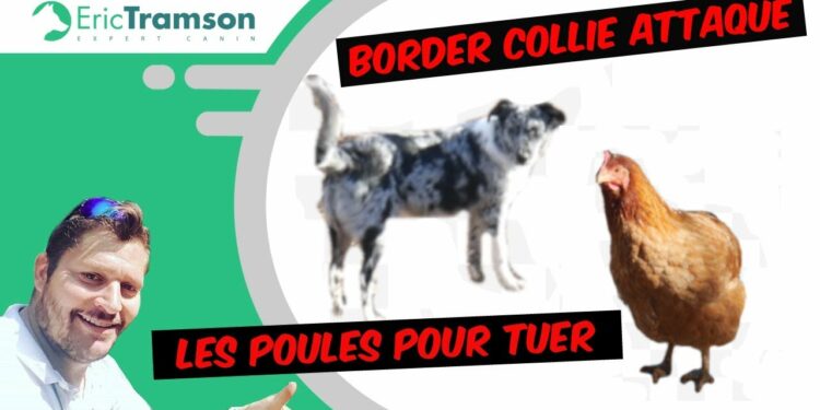 Quels animaux peuvent vivre avec des poules ?