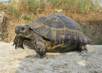 Quels animaux sont des reptiles ?