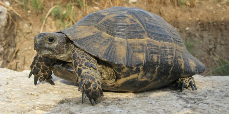 Quels animaux sont des reptiles ?