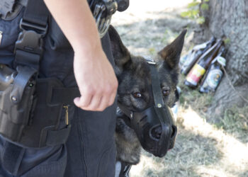 Quels chiens doivent être muselés ?