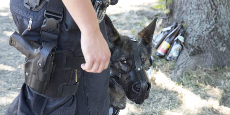 Quels chiens doivent être muselés ?
