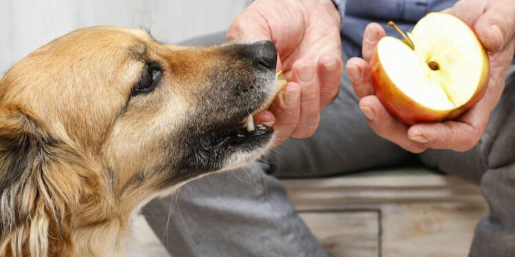 Quels fruits et légumes sont toxiques pour les chiens ?