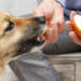 Quels fruits et légumes sont toxiques pour les chiens ?