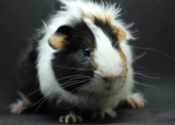 Quels légumes donner à un cochon d'Inde ?