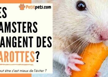 Quels légumes donner aux poissons ?