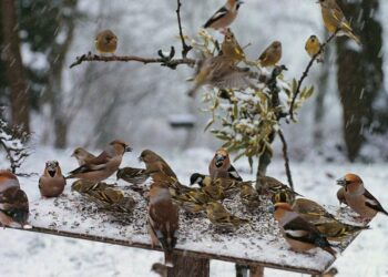 Quels oiseaux en ce moment ?
