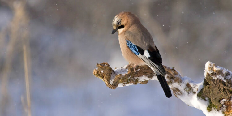 Quels oiseaux restent en France en hiver ?