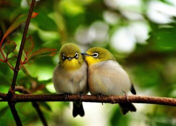 Quels oiseaux restent en couple ?