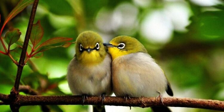 Quels oiseaux restent en couple ?