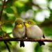 Quels oiseaux restent en couple ?