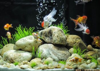 Quels poissons dans 25l ?