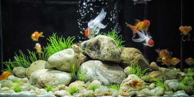 Quels poissons dans 25l ?