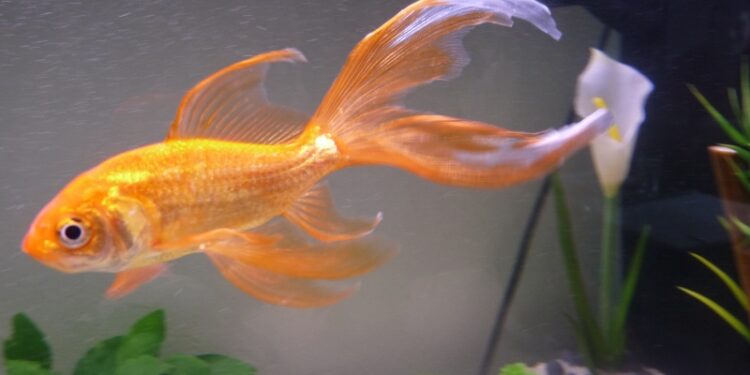 Quels poissons dans un aquarium de 15 litres ?