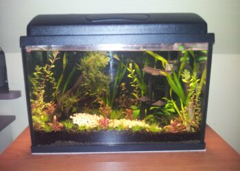 Quels poissons dans un aquarium de 15 litres ?