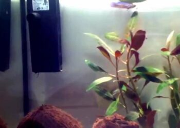 Quels poissons dans un aquarium de 15 litres ?