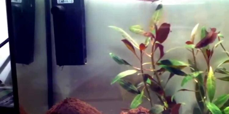 Quels poissons dans un aquarium de 15 litres ?