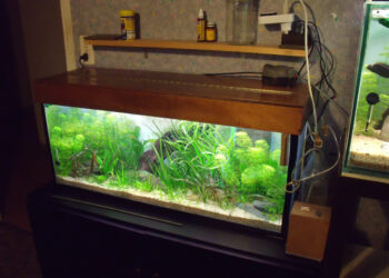 Quels poissons dans un aquarium de 20 litres ?