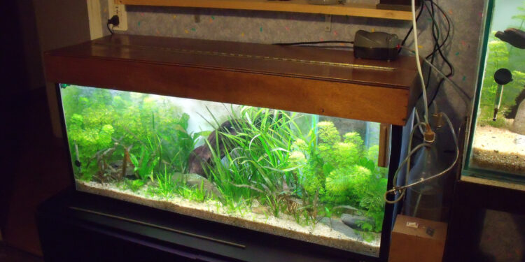 Quels poissons dans un aquarium de 20 litres ?