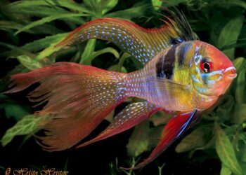 Quels poissons d'eau douce choisir ?