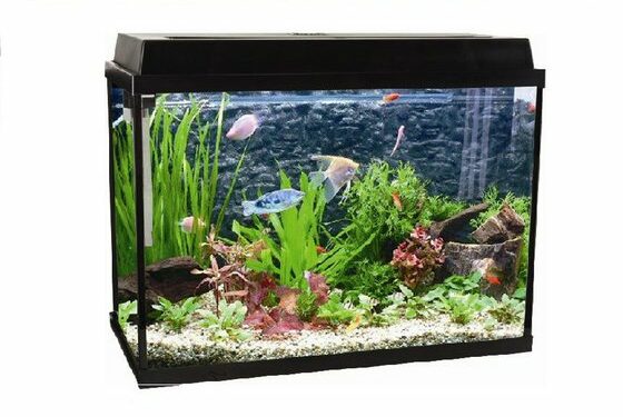 Quels poissons mettre avec des guppy 60L ?