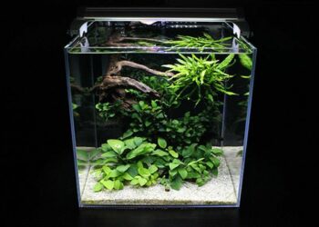 Quels poissons mettre avec des guppy 60L ?