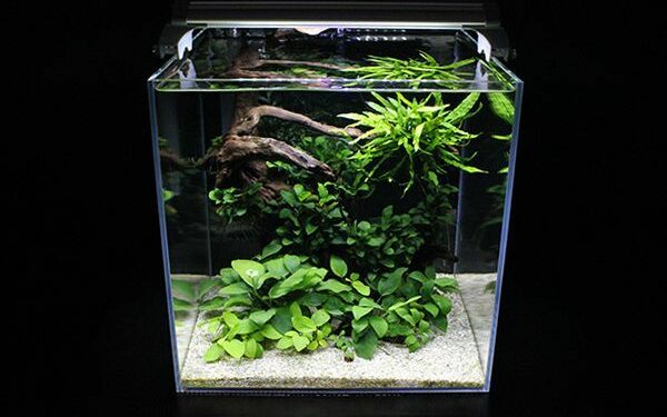 Quels poissons mettre avec des guppy 60L ?