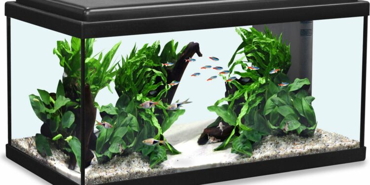 Quels poissons mettre avec des guppy 60L ?