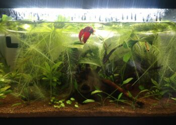 Quels poissons mettre avec des guppy 60L ?