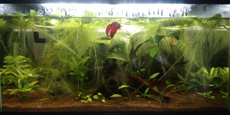 Quels poissons mettre avec des guppy 60L ?