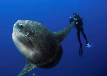 Quels poissons pour debuter ?