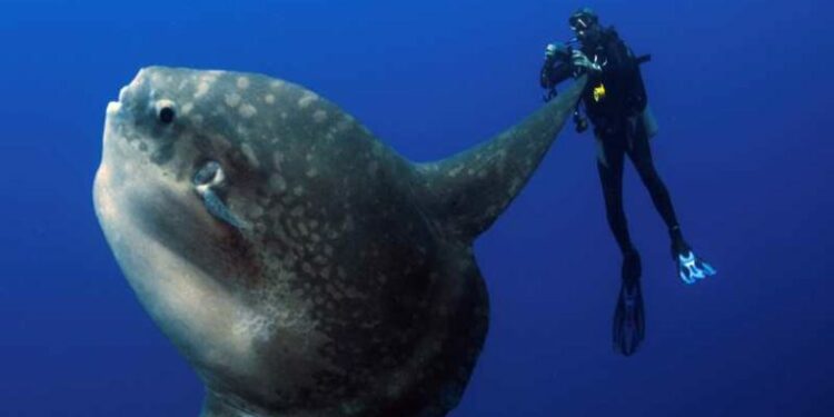 Quels poissons pour debuter ?