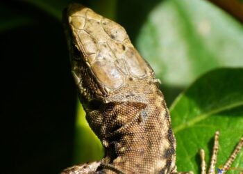 Quels reptiles muent ?