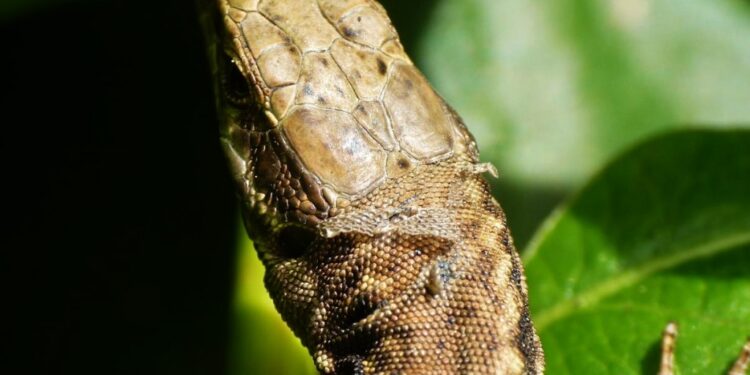 Quels reptiles muent ?