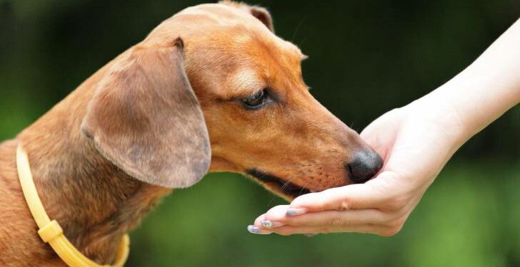 Quels reptiles muent ?