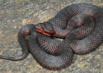 Quels serpents sont vivipares ?