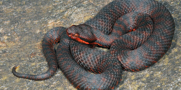 Quels serpents sont vivipares ?