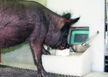 Quels sont les 10 animaux les plus intelligents ?